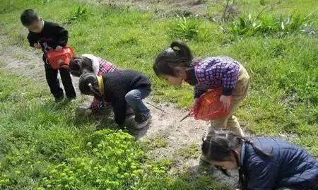 探秘野菜攻略（挖野菜攻略，释放大自然的味道与营养）