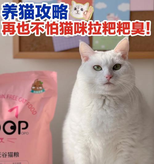 《掌握仲夏物语猫咪技能，玩转攻略大全》（仲夏物语猫咪技能详解，助你成为顶级玩家）