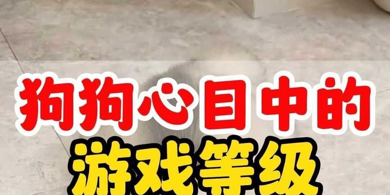 狗狗攻略（探索狗狗世界，共同成长之道）