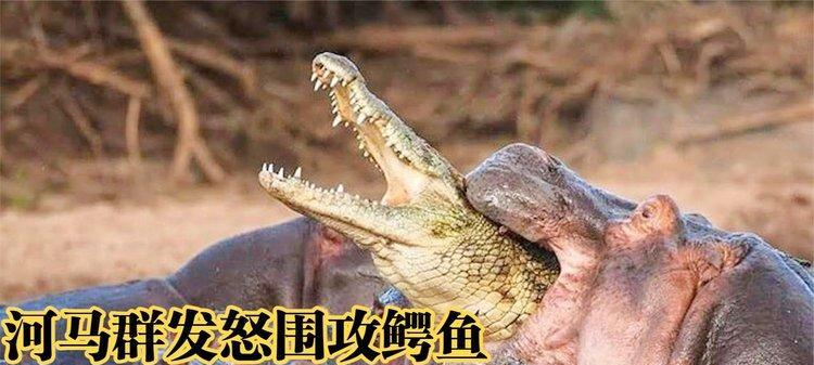 《落单蜥蜴游戏攻略》（探索世界，成为最强蜥蜴！）